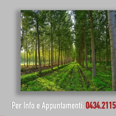 Pioppeto – Terreno Agricolo – Portogruaro – rif.# IMV-E03/24